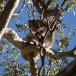 Raymond Island - Koalas